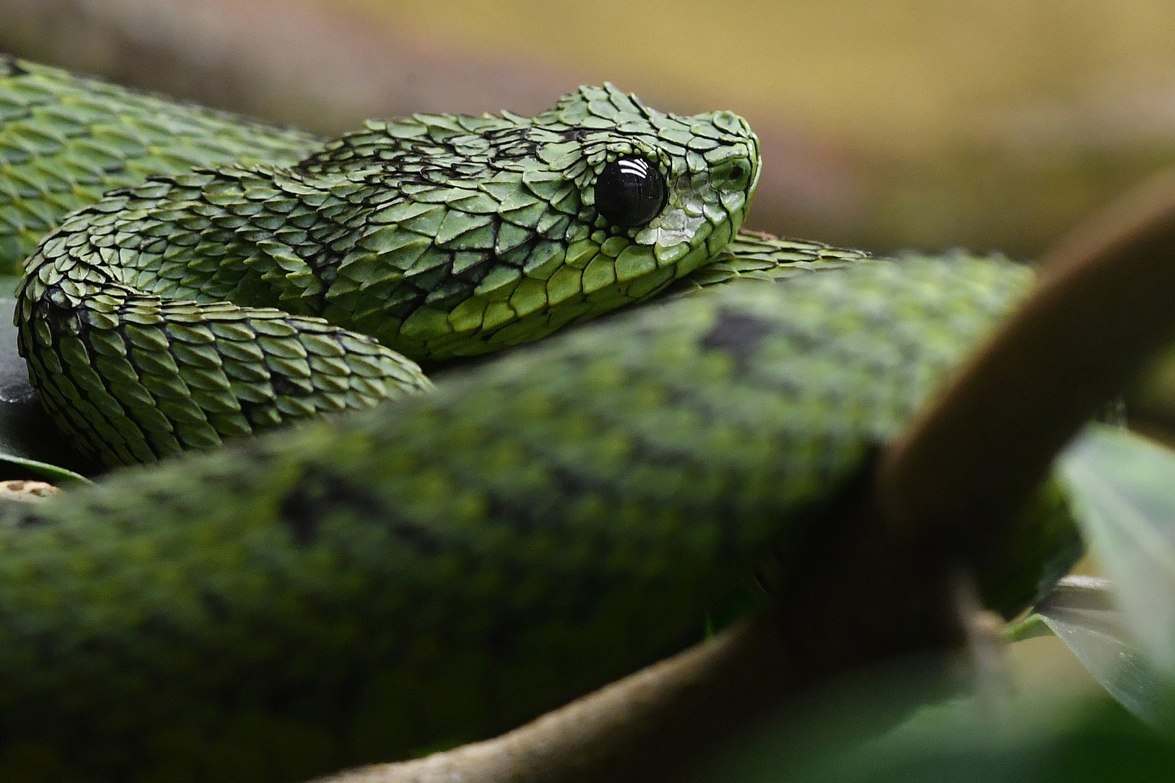 «Не паниковать!»: Серпентолог дал советы по первой помощи при укусе змеи