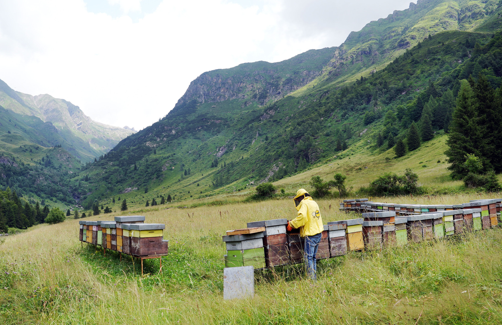 «Полежать на ульях»: В России набирают обороты оздоровительные туры к пчелам