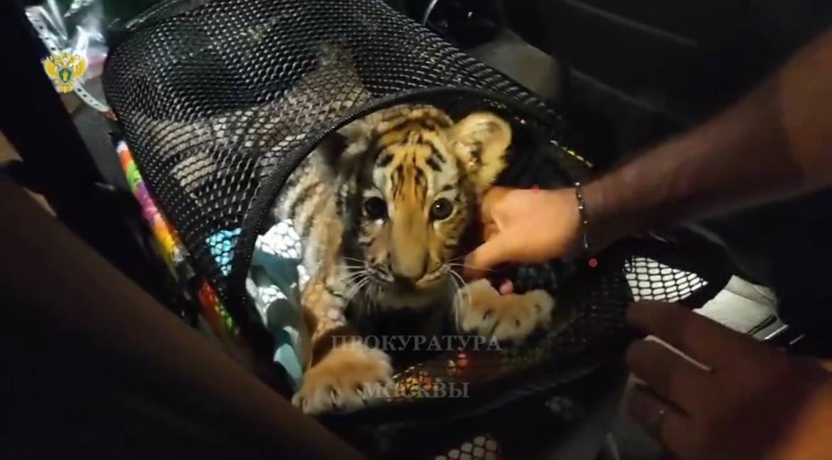 В Москве нашли тигренка, которого незаконно содержали и перевозили по городу