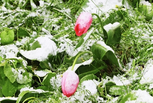 Синоптик Леус: В Москве климатическая весна наступит 21 марта