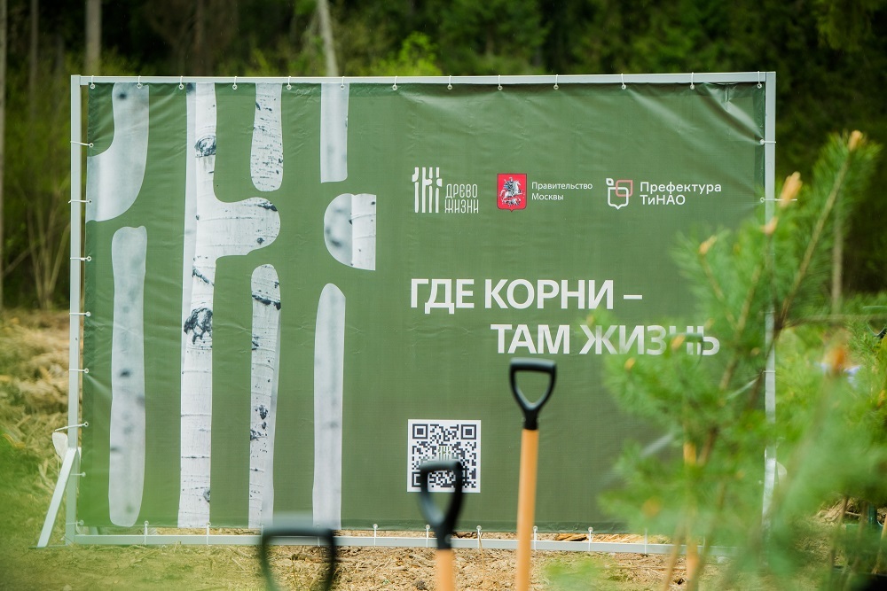 Волонтеры высадили более 466 тысяч деревьев с начала 2025 года