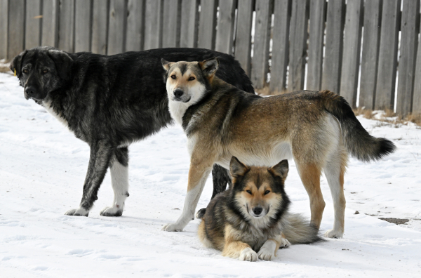 Предложено отправить бездомных собак на СВО прочесывать минные поля