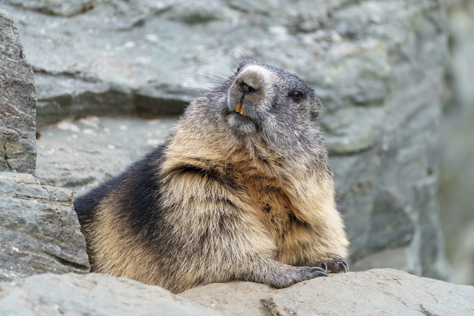 В Бурятии призвали не есть сурков изза угрозы бубонной чумы