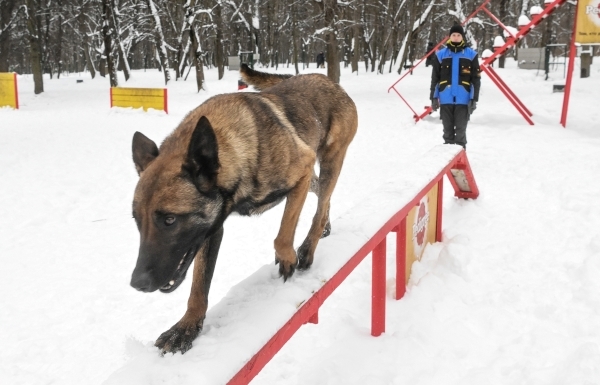 Кинолог предрек расцвет черного рынка в случае запрета электрошоковых ошейников