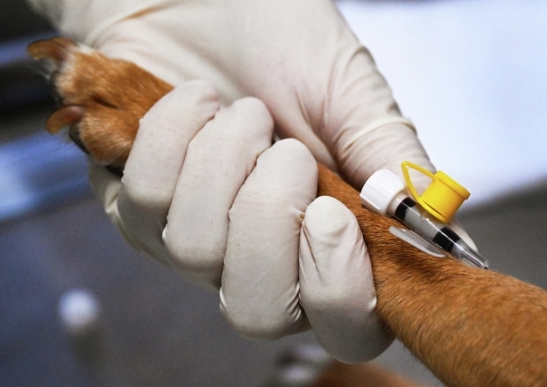 Неласковый убийца: Как уберечь своего питомца от непрофессионального ветеринара