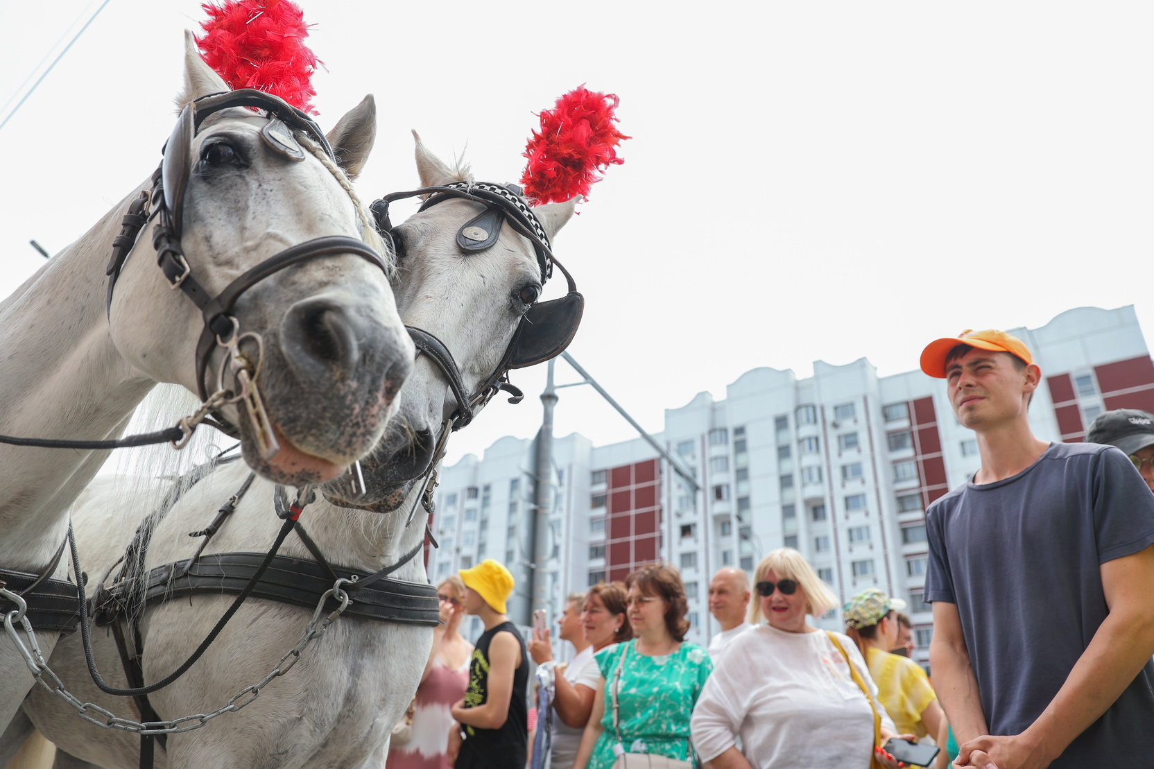 В России могут сделать скачки на лошадях в упряжке национальным спортом