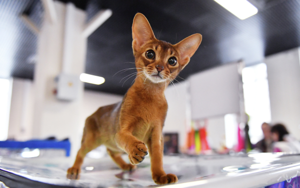 Опрос: Большинство россиян заводят кошек по эмоциональным причинам