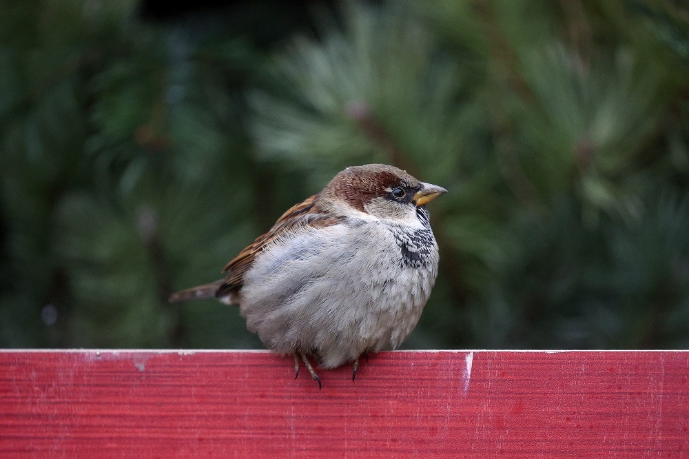 Орнитолог объяснил, зачем считать воробьев в Москве