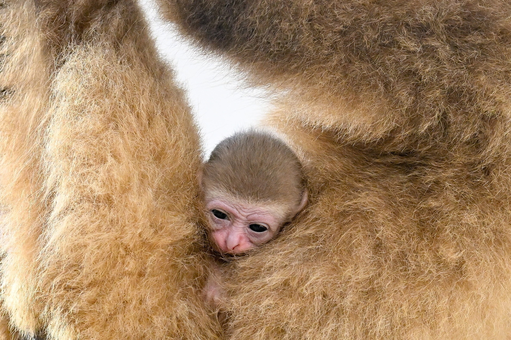 У пары белоруких гиббонов в Ленинградском зоопарке родился детеныш