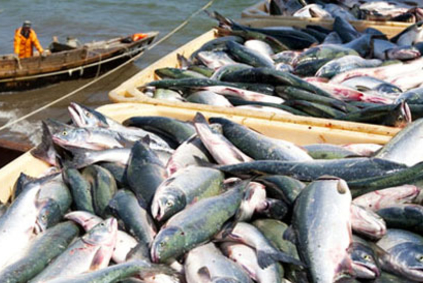 Не на экспорт. Глава агентства «Рыбсеть» не верит в дефицит красной рыбы