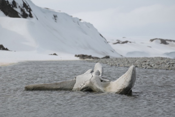 Странные животные впервые найдены под ледником Антарктиды