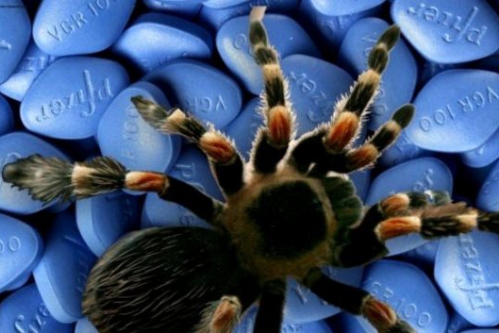 Новый вид гигантского паука обнаружили в Австралии