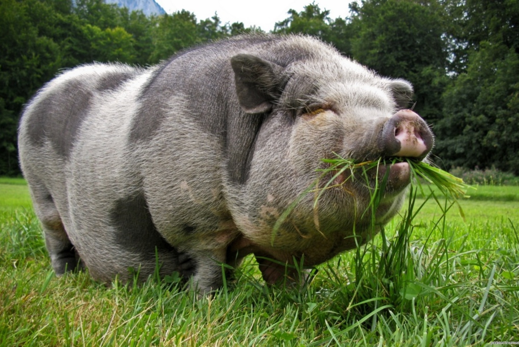 В Германии заявили, что свиньям и курицам COVID-19 не грозит
