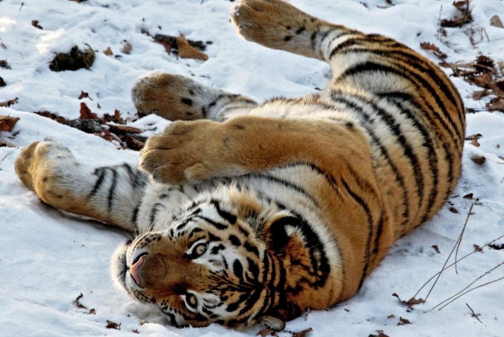 В Хабаровском крае ведется проверка после гибели двух тигрят 