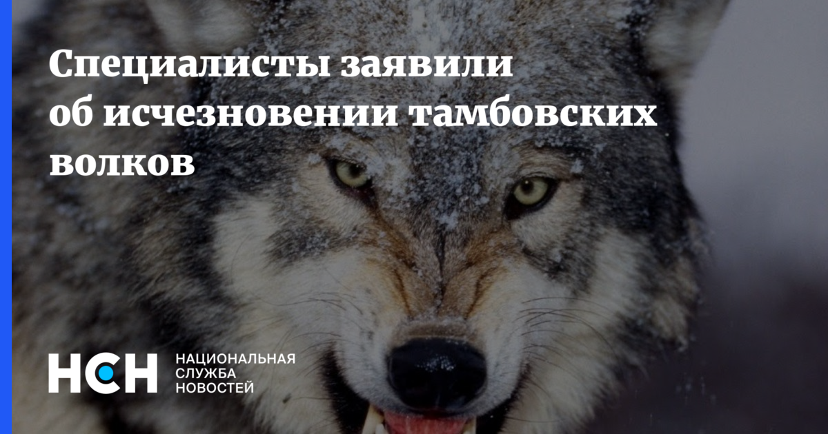 Тамбовский волк. Случаи нападения Волков на людей. Новосибирск волки напали на человека. Волк напал на человека последние новости.