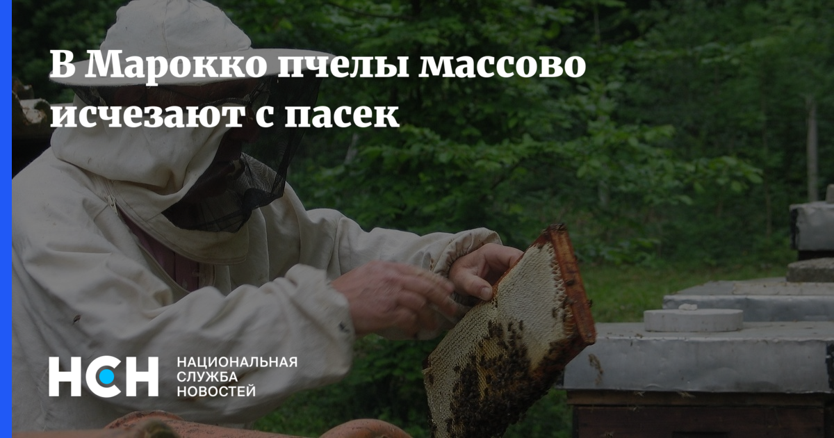 Пчеловоды с болью душевной наблюдают такую картину