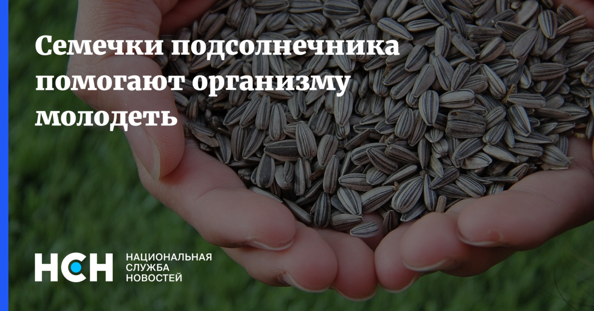 В семенах подсолнечника нового. Семечки на экспорт. Семечки путные. Ги семян подсолнечника. Семечки на 5.