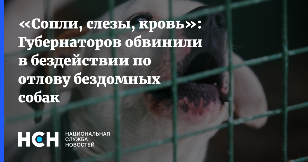 «Сопли, слезы, кровь»: Губернаторов обвинили в бездействии по отлову ...