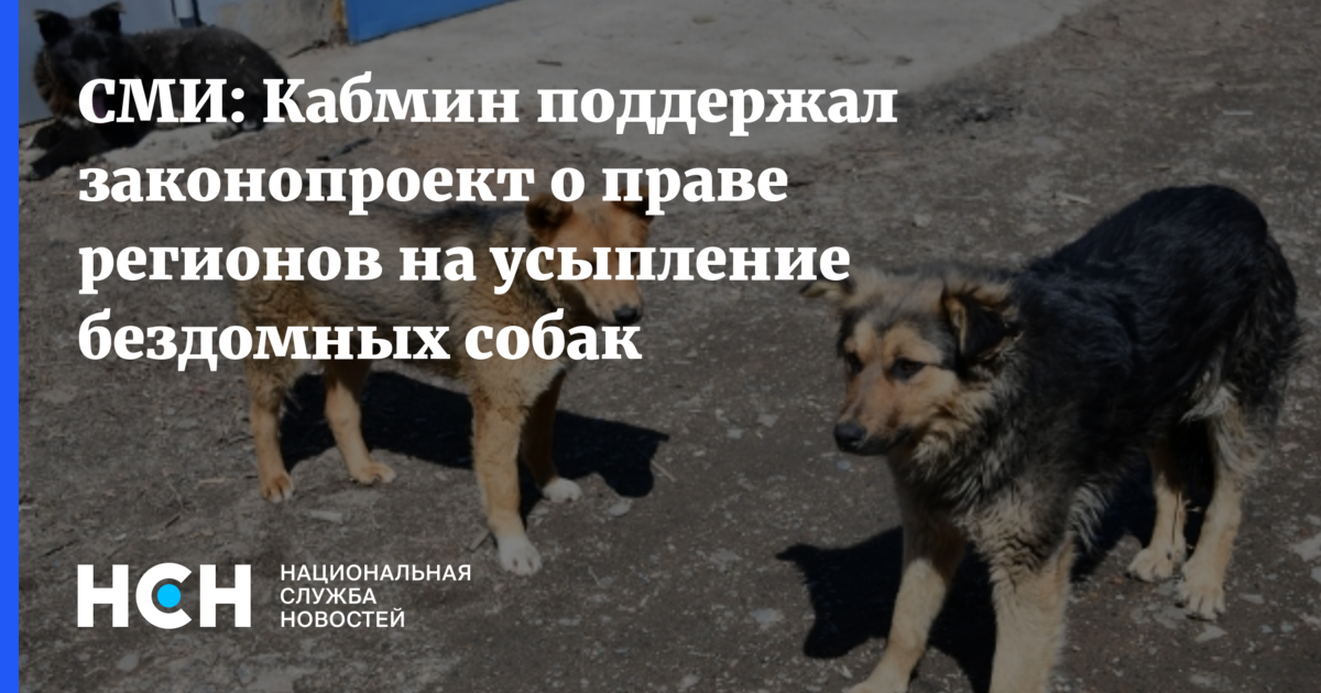 Законопроект о праве регионов усыплять бродячих собак прошел первое чтение