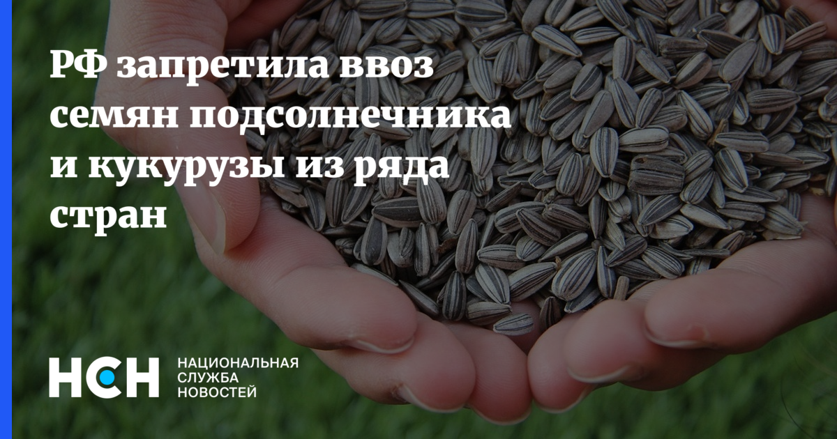 Семена чиа полезно. Семена льна при гастрите. Кому помочь семенами. Полезные специи и пряности для здоровья. Размножение растений семенами.