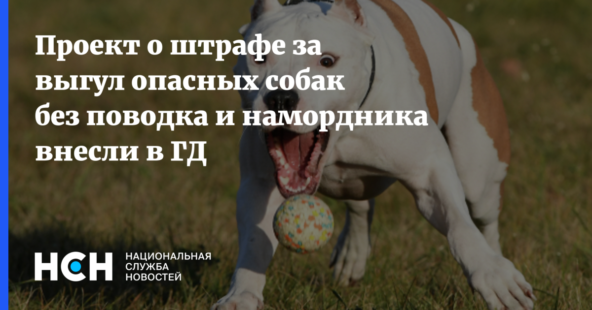 Штраф за выгул собак без поводка 2025. Штраф за выгул собак без поводка 2025